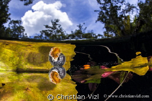 Snail and water plants at a mexican cenote.
 by Christian Vizl 